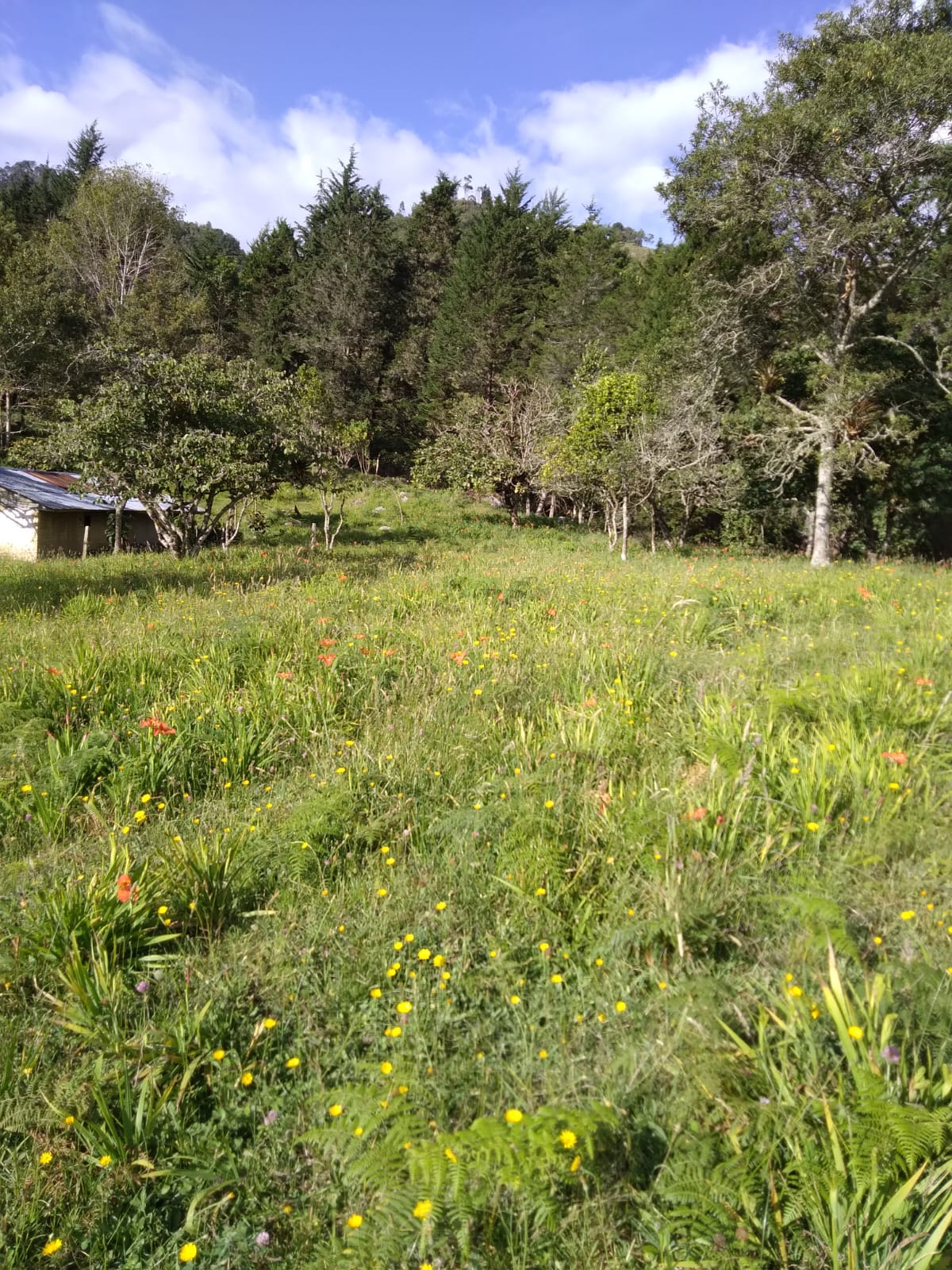finca 2